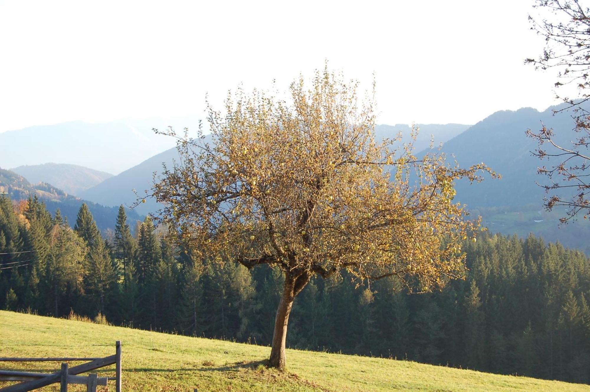 Walcherhof Арриах Экстерьер фото